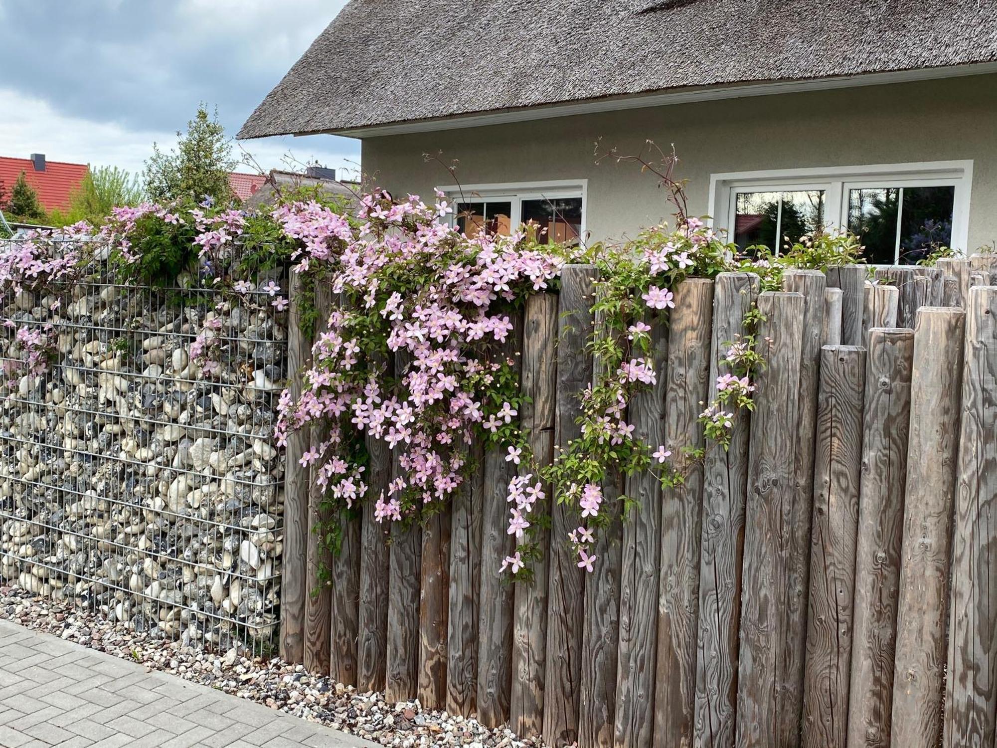 Kleine Seenixe Zingst Exterior foto